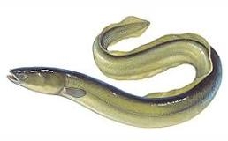 Fisch des Jahres 2025 DAFV Eric Otten