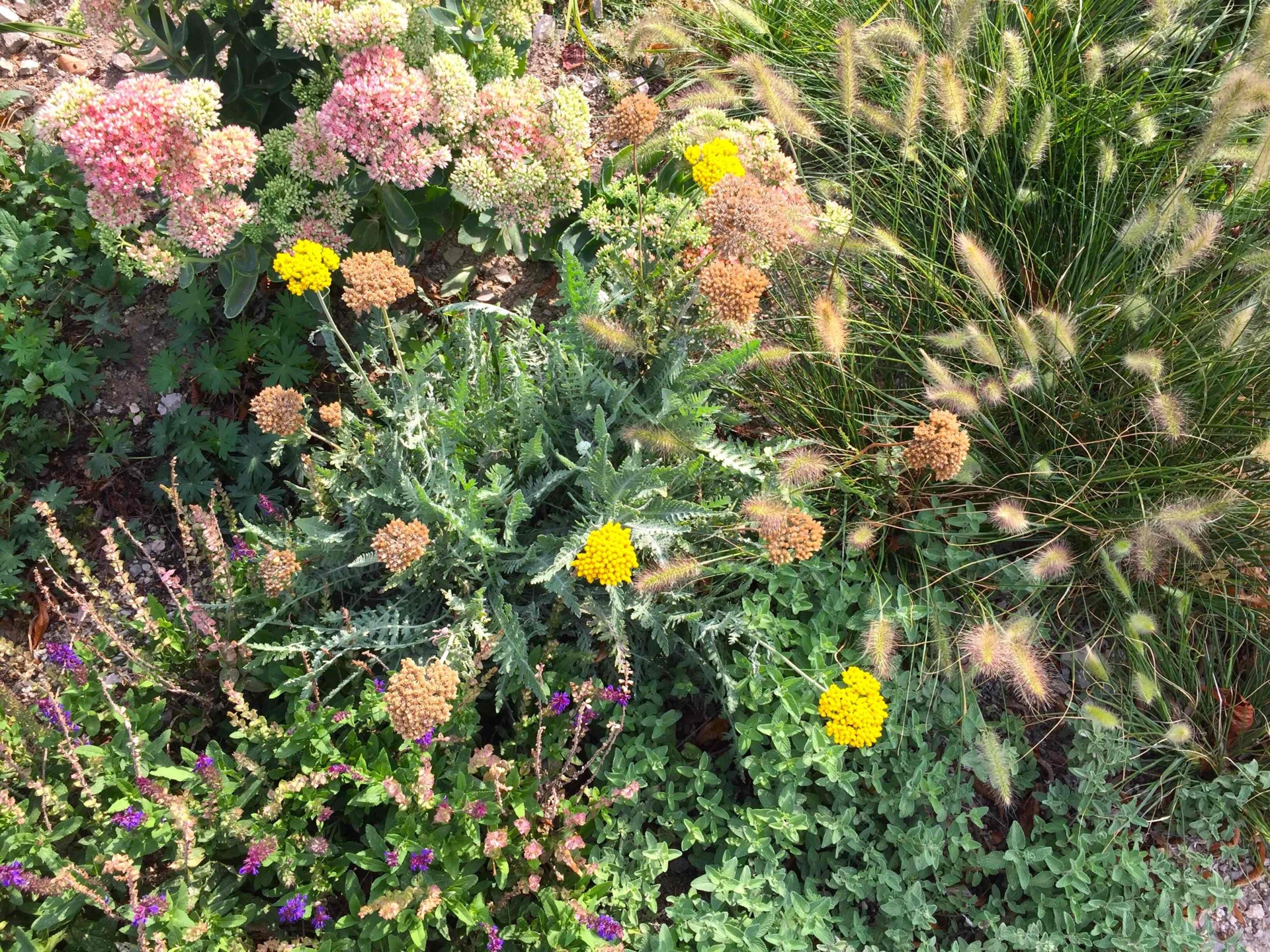 Stauden (c) Natur im Garten_K. Weber