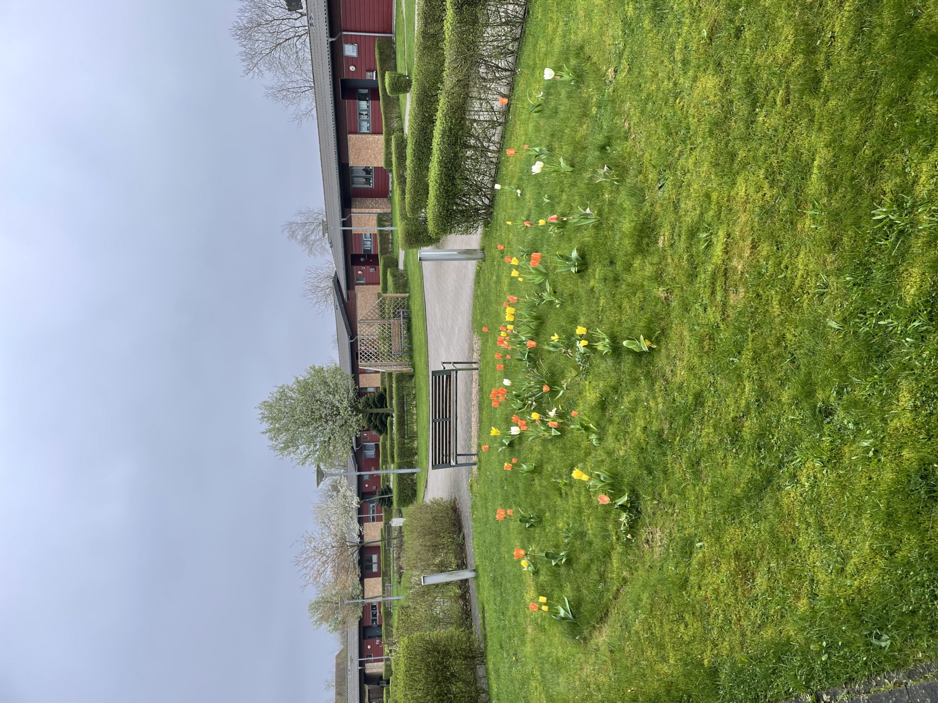 Aussicht aus dem Gemeinschaftsraum: Tulpen und die Wohnanlage