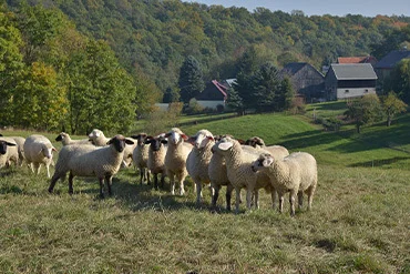 schafe-auf-wiese-weit-weg-von-kamera
