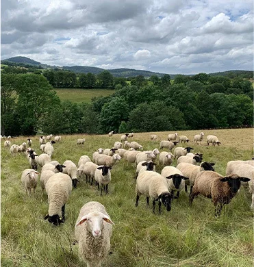 schafherde-mit-verschiedenfarbigen-koepfen