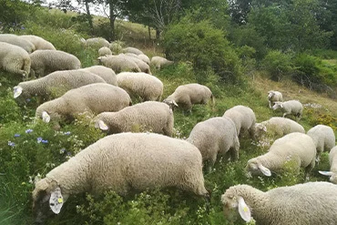 schafherde-mit-weissen-koepfen