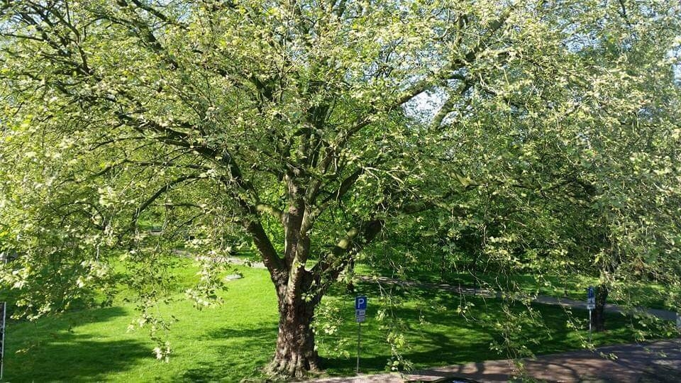 Platane im Frühjahr