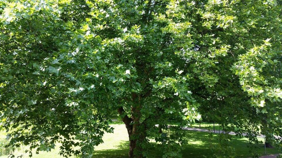 Platane im Sommer