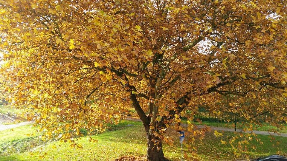 Platane im Herbst