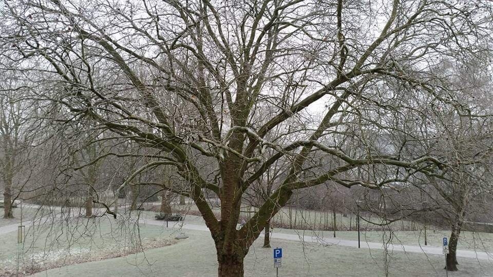 Platane im Winter