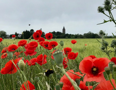blumen