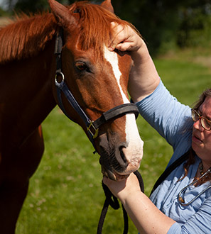 Pferd heilen