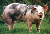 Stallanlage Schweinehaltung