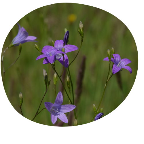 Glockenblumen