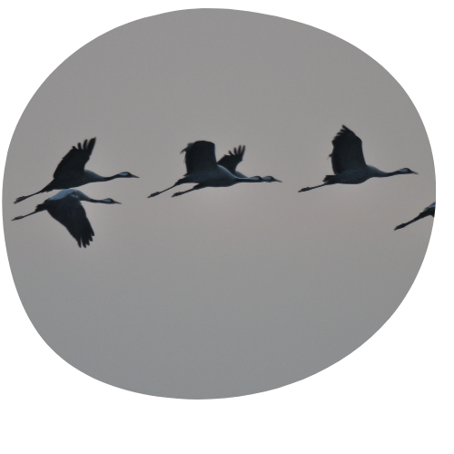 Kraniche im Flug