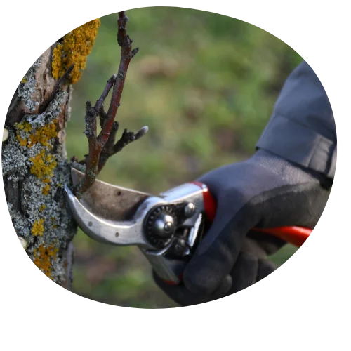 Obstbaum schneiden