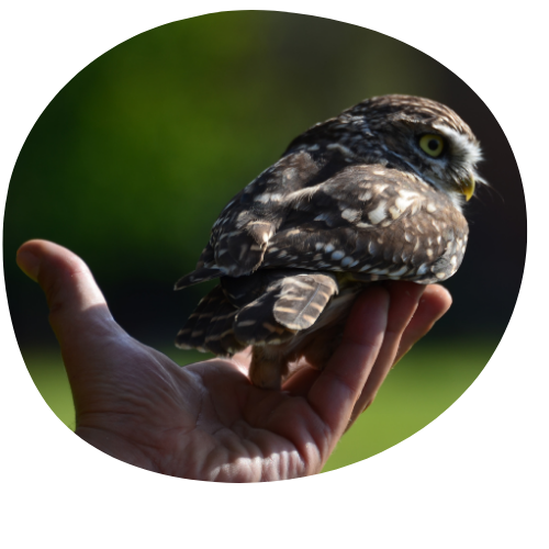 Steinkauz auf Hand