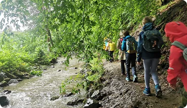 spaziergang-durch-den-wald