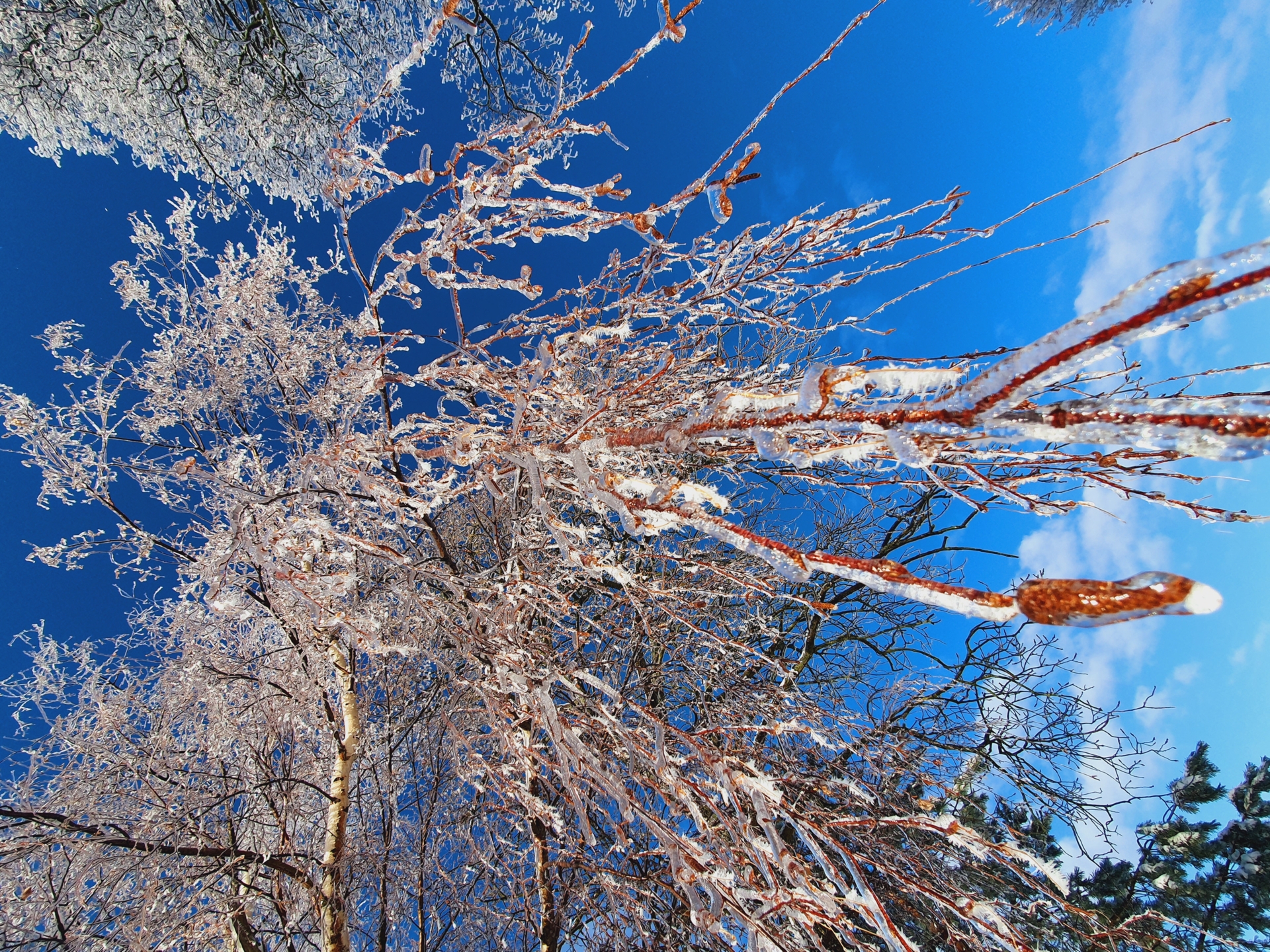 Baum Lutomsku