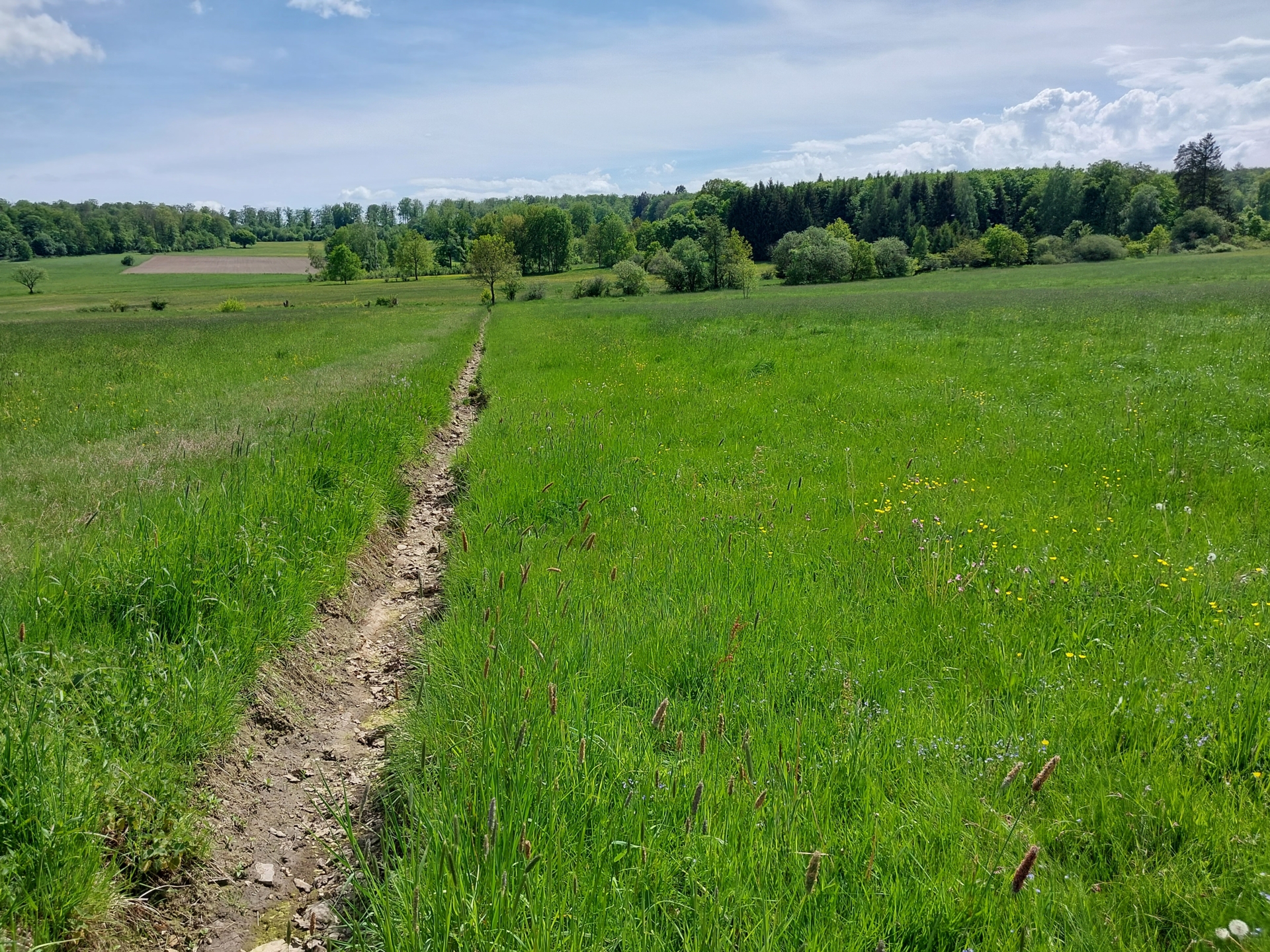 Wiesenpieper jagen in feuchten Wiesenbereichen und an offenen Gräben - von einer geeigneten Grabenunterhaltung können WIesenpieper durchaus profitieren