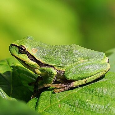 Laubfrosch Michael Röth