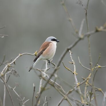 Neuntöter_Wildlife Knuell