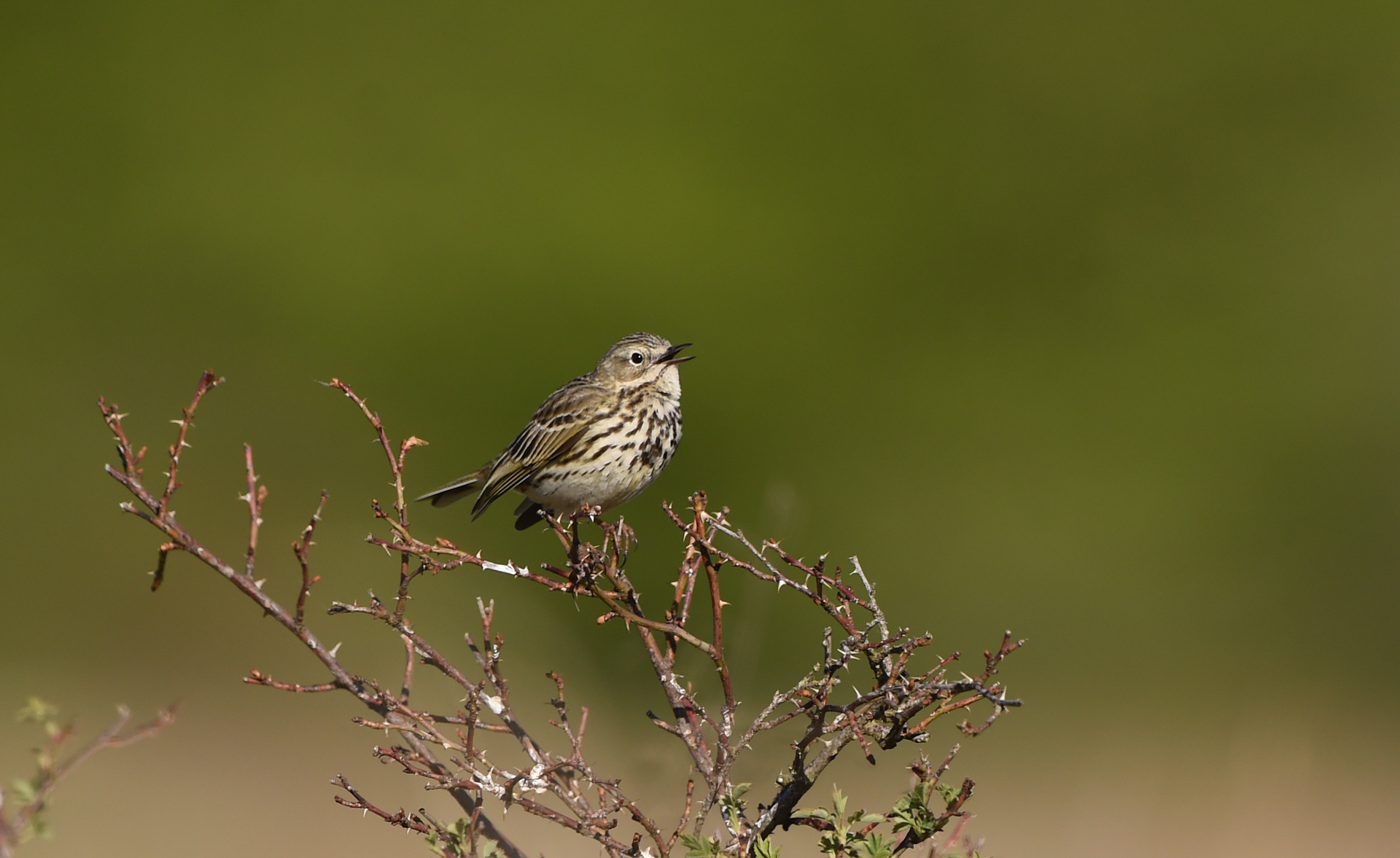 Wiesenpieper auf Ansitzwarte, Bild: C. Gelpke
