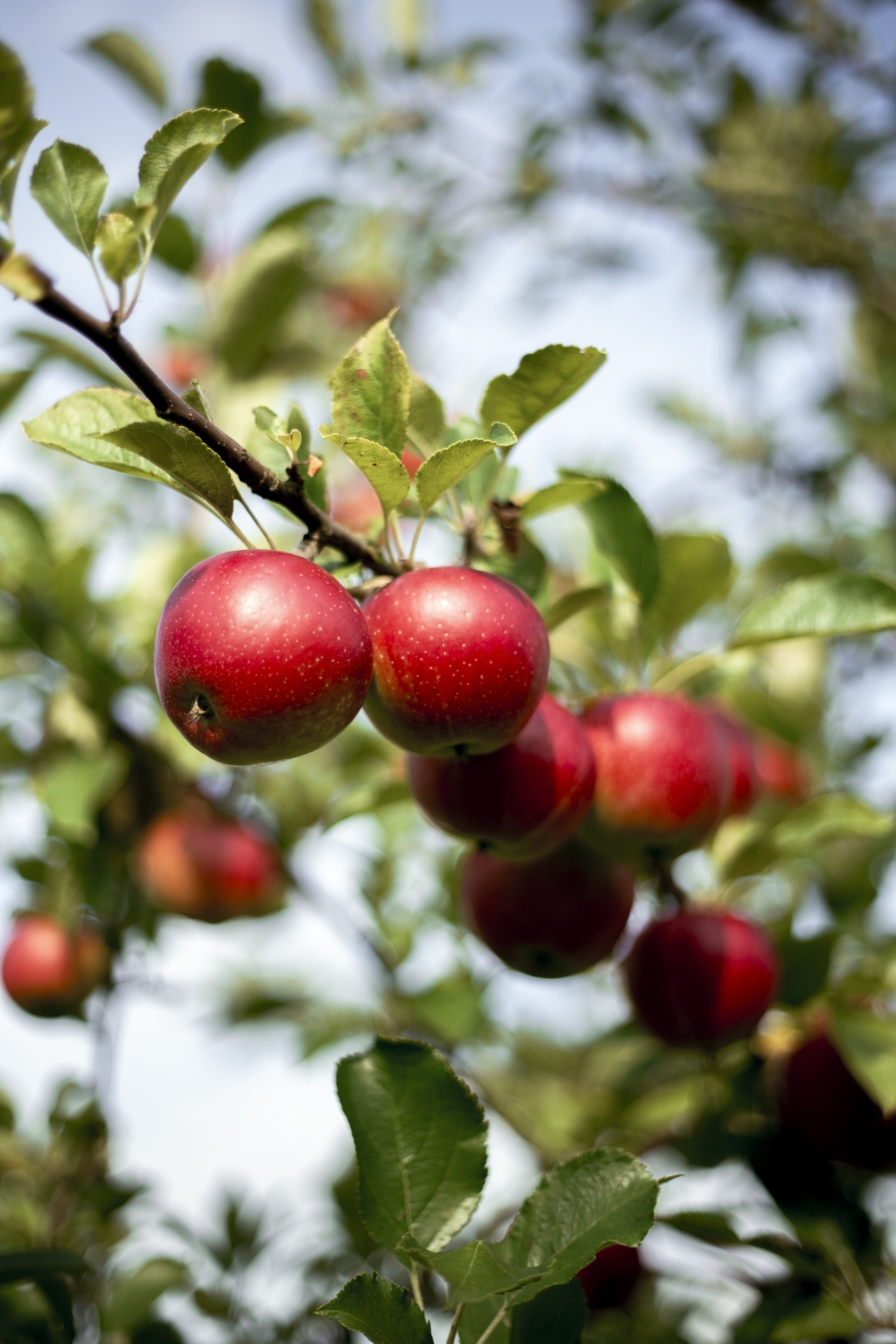 Äpfel