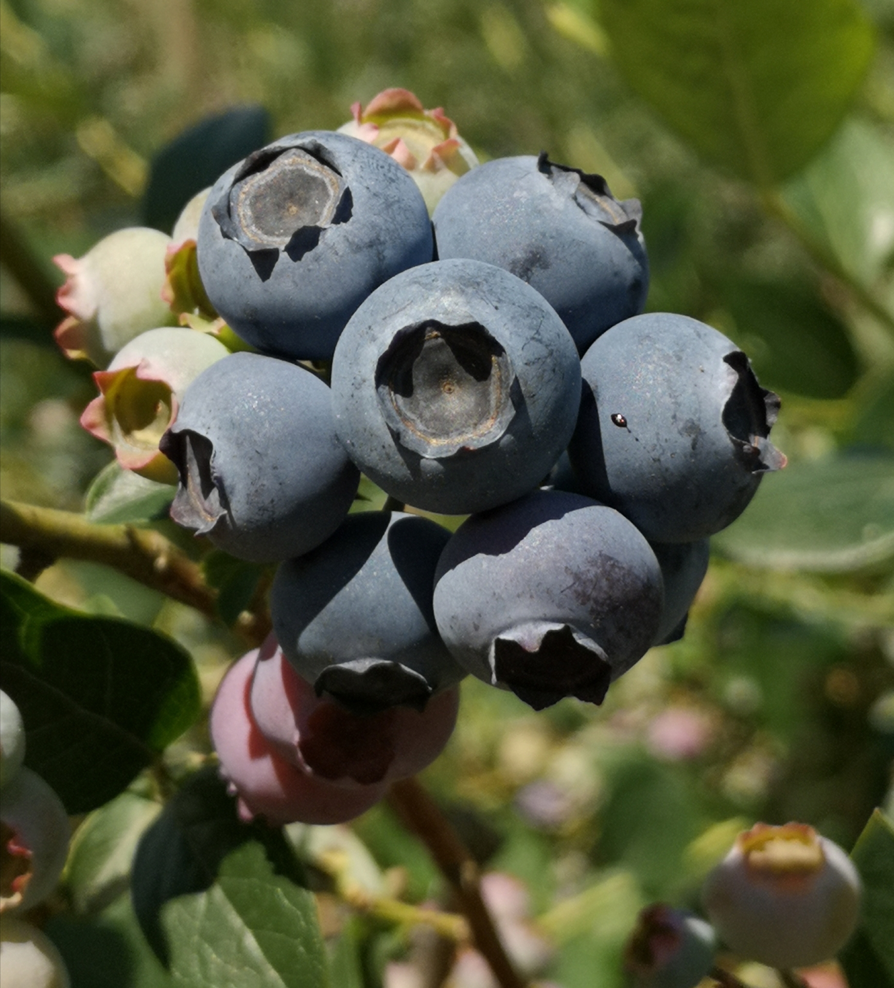 Heidelbeeren