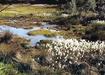 Dubringmoor