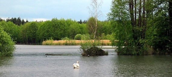 Teich