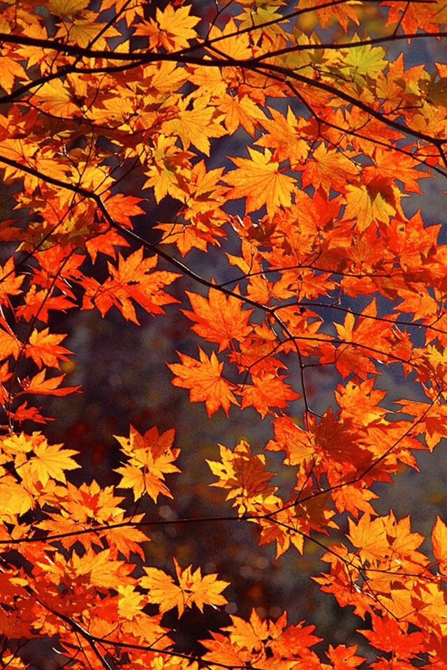 Herbstbild