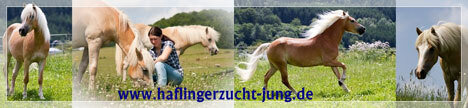 haflingerzucht-jung-de