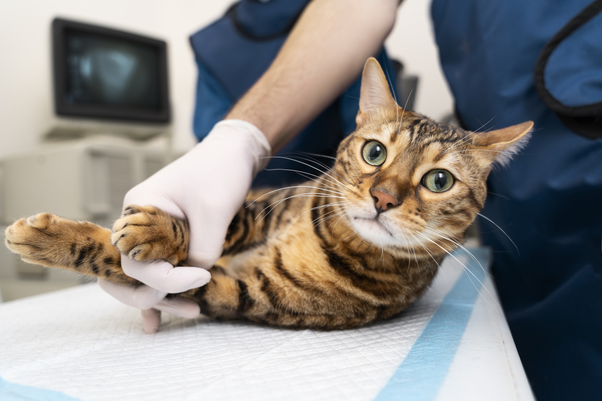 Bild 38 Röntgen  schliessen-sie-herauf-doktor-der-katze-haelt