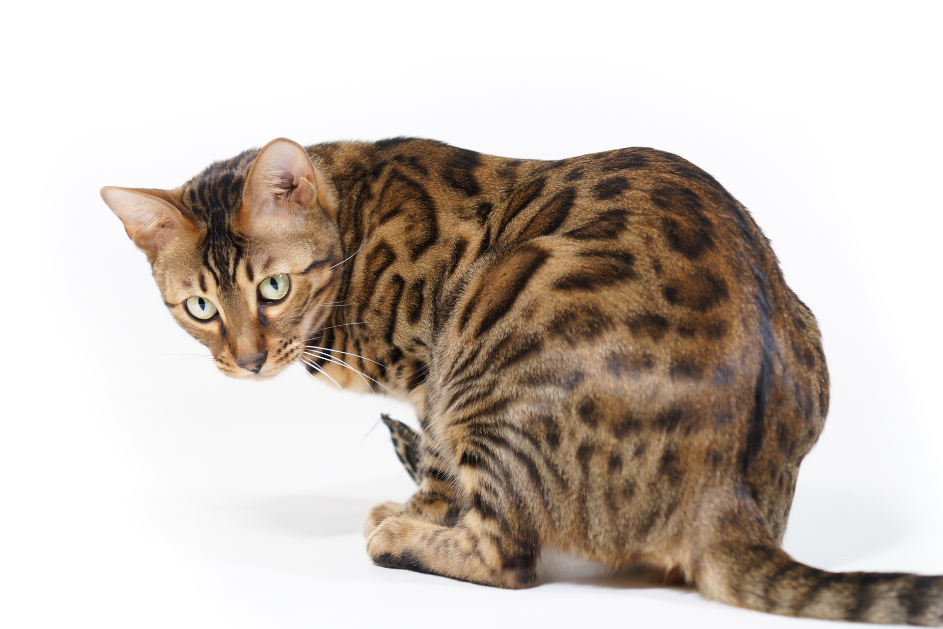 Harnwegserkrankungen bengal-cat-looking-back-1335152