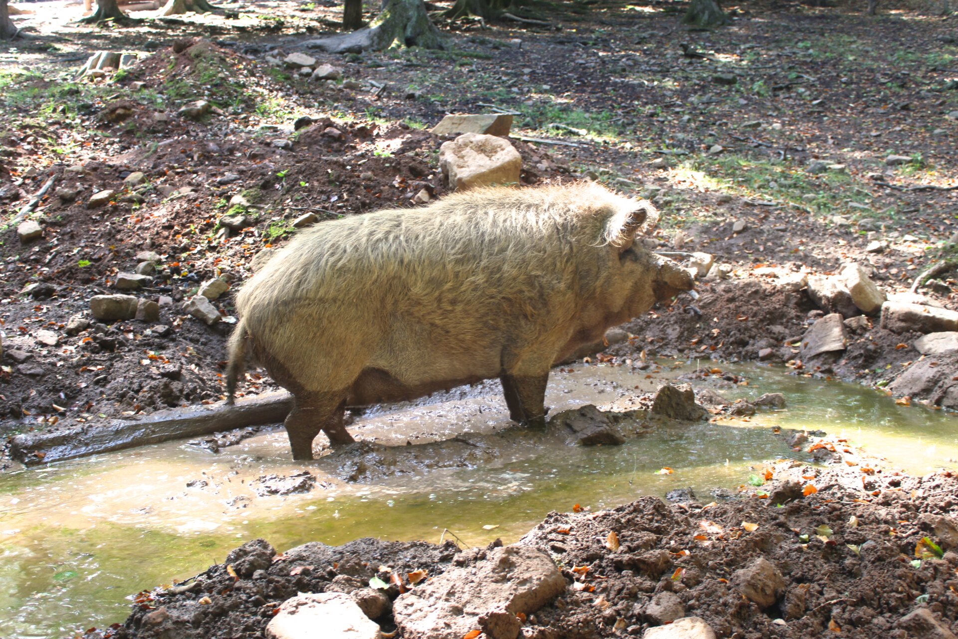 Stehendes Wildschwein