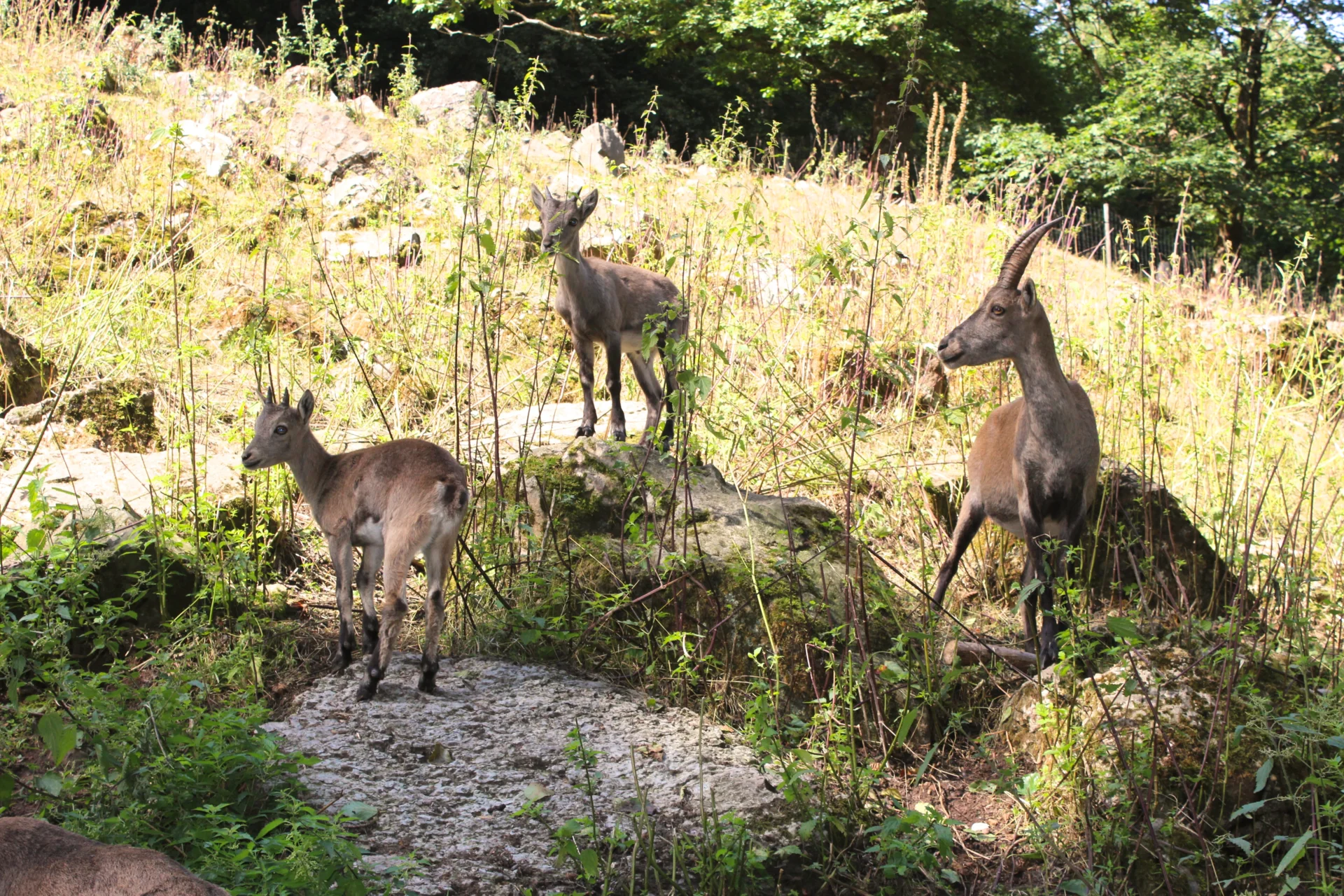 Drei Ziegen auf einer Wiese