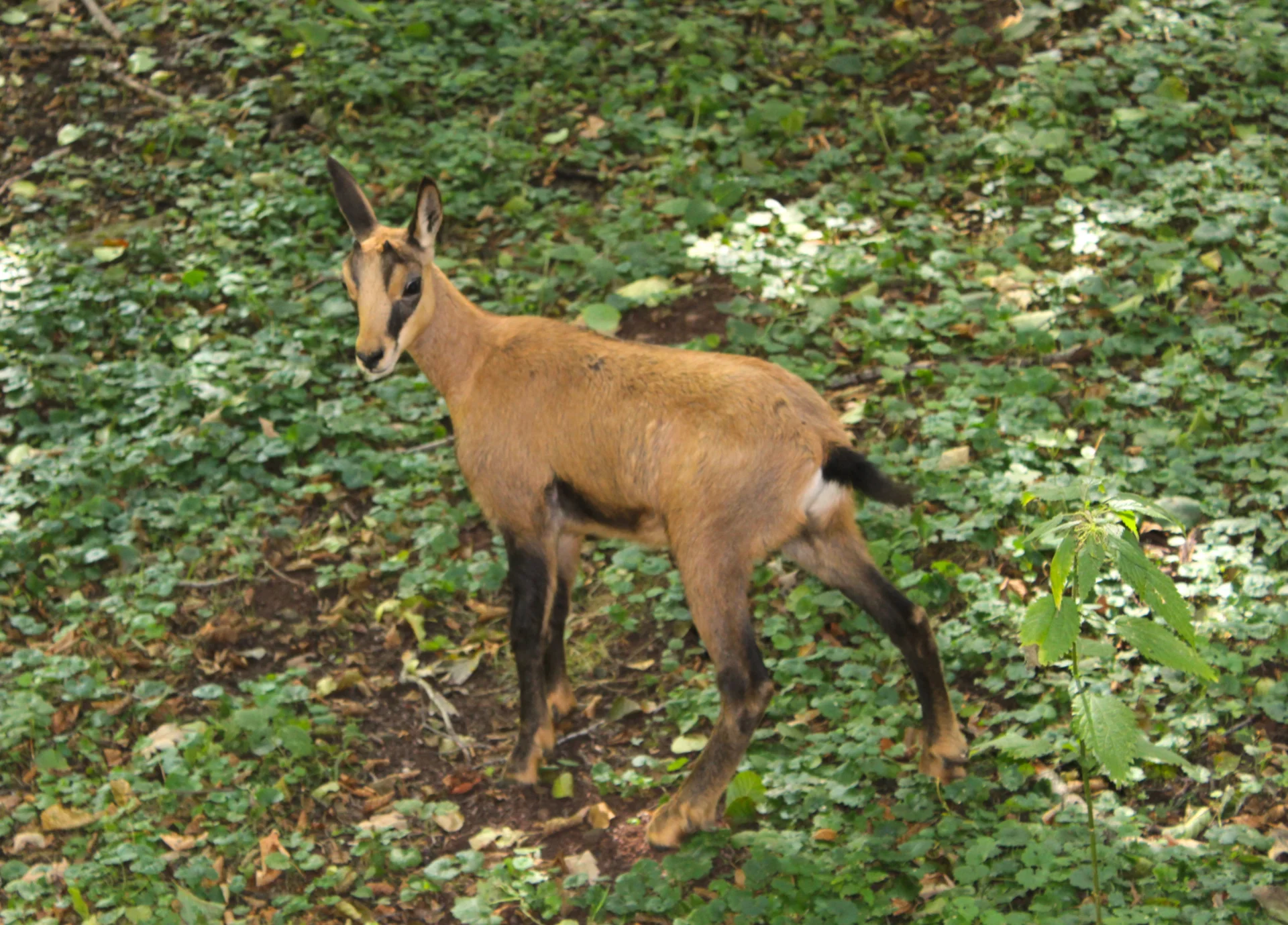 Ziege im Wald