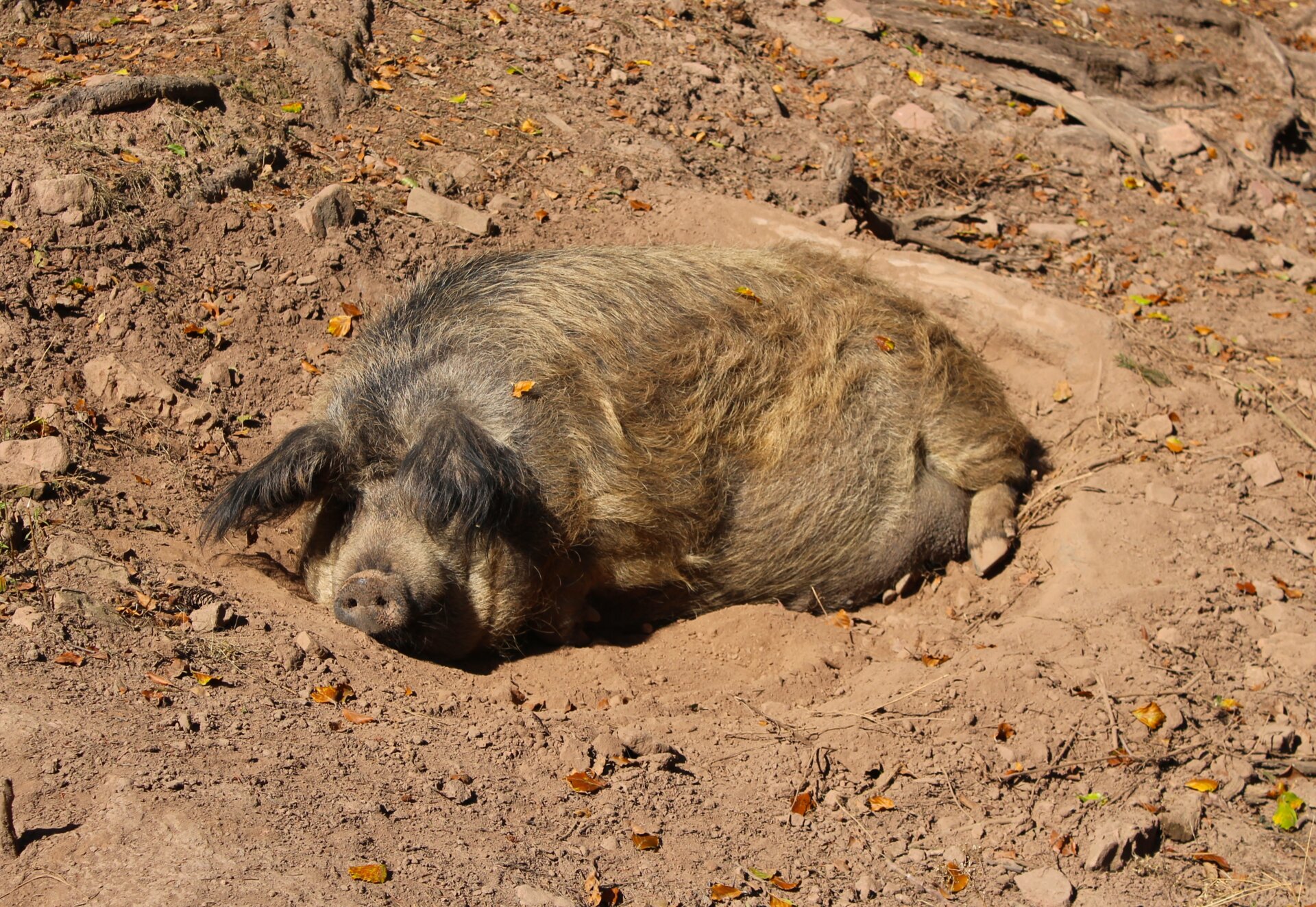 Wildschwein im Dreck