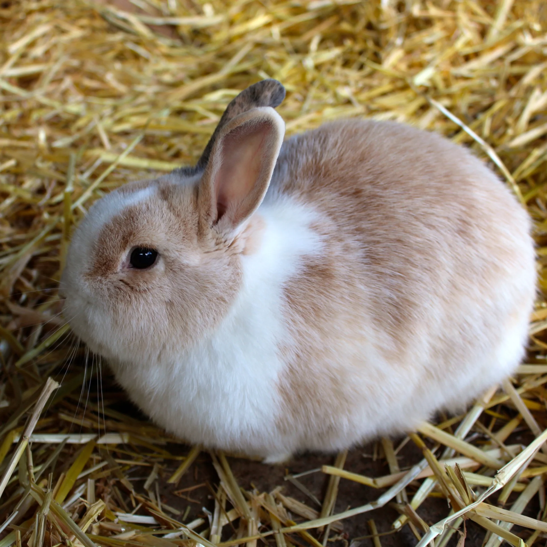 Kaninchen
