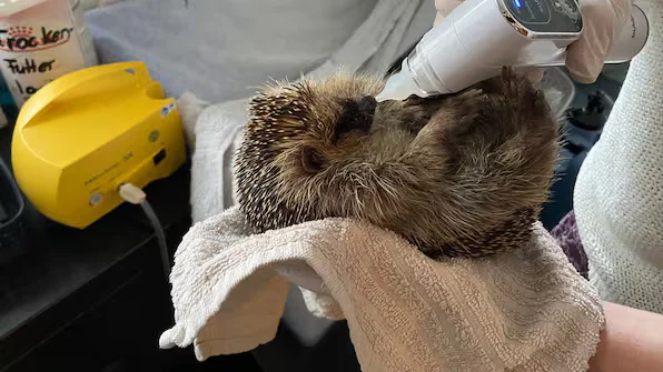 Igel1