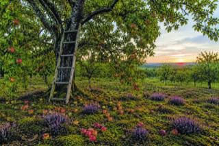 Streuobstwiese mit Leiter