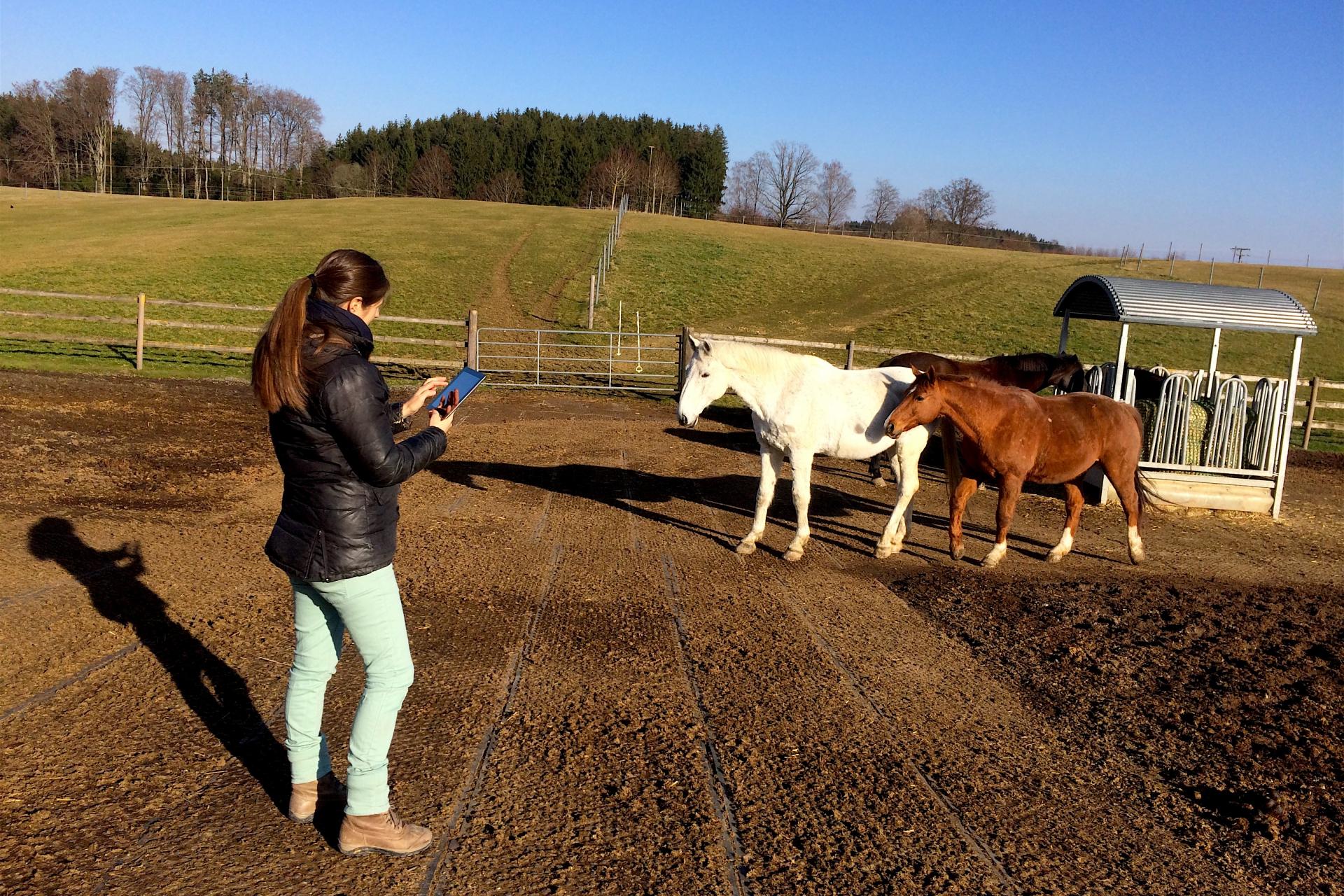 Verhaltensbeobachtung Pferde digitale Erhebung