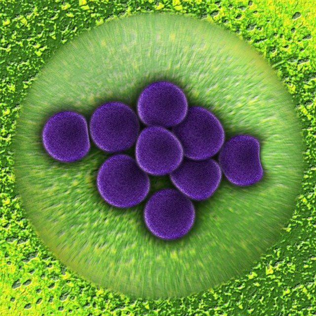 Mikrobiologische Therapie / pixabay.com