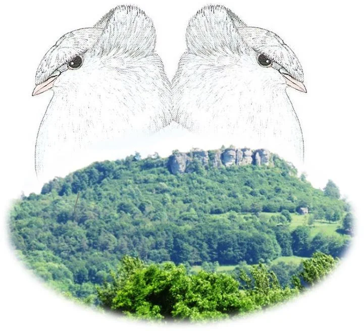 Wald mit Tauben