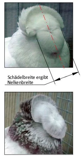 Tauben