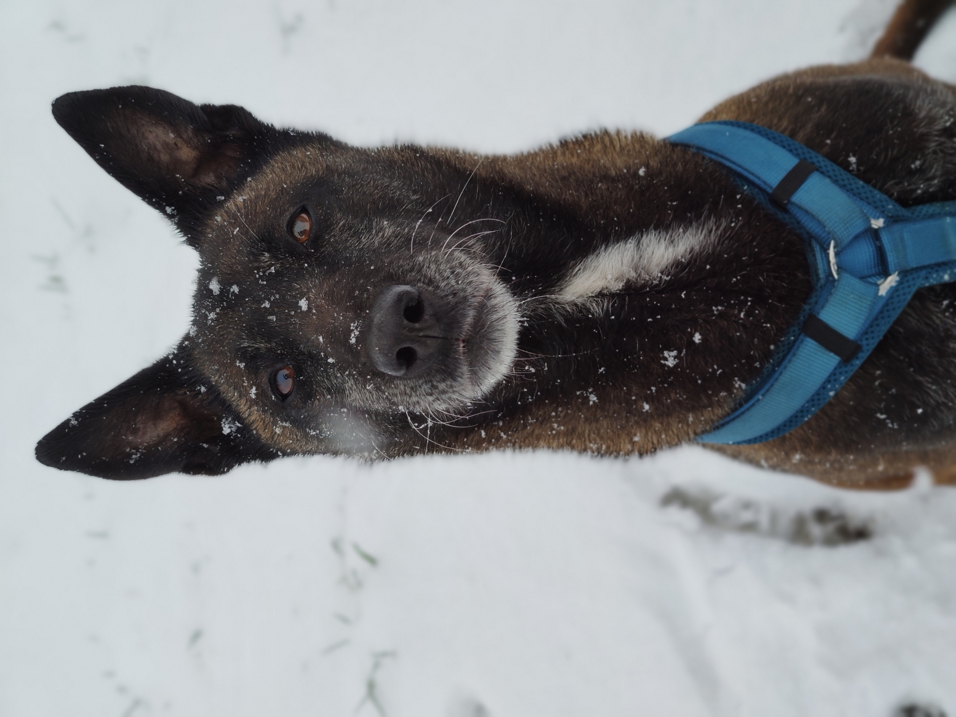 Amy, Malinois im Winter