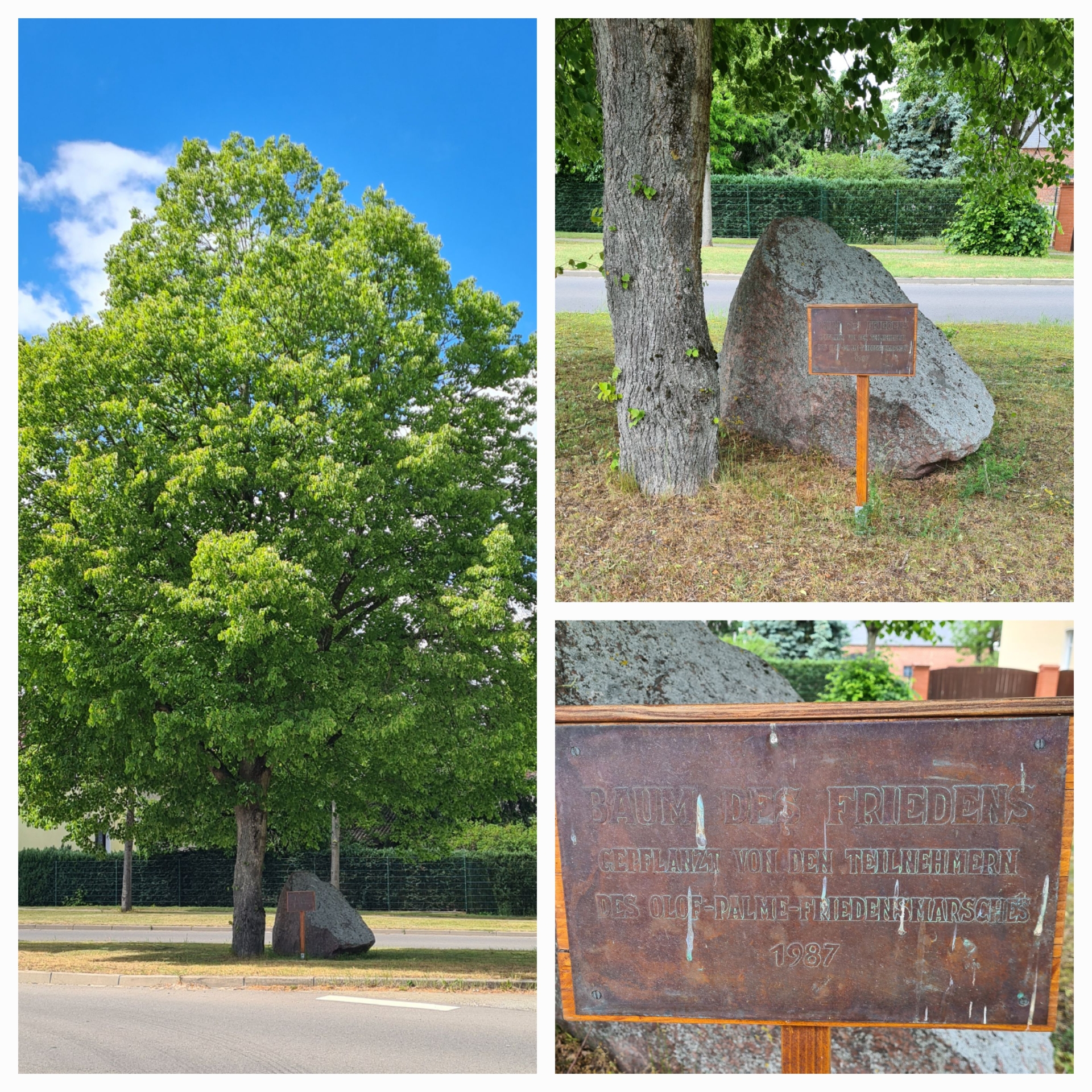 Baum des Friedens