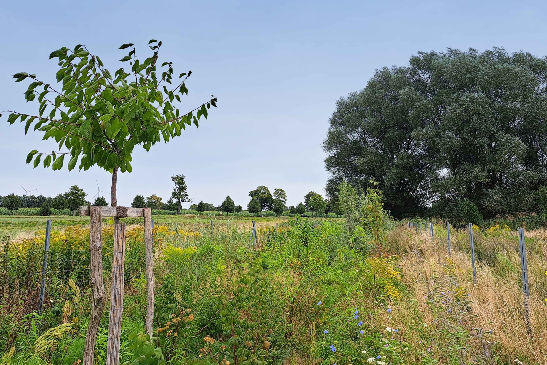 3_Einweihung_Feldgehölzhecke_Ansicht_Feldgehölzhecke_in_Börnicke