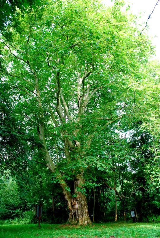 280-years old plane tree