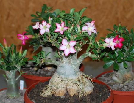 eine schoene Pflanze Hundsgiftgewächs Bonsai Wüstenrose Adenium obesum 