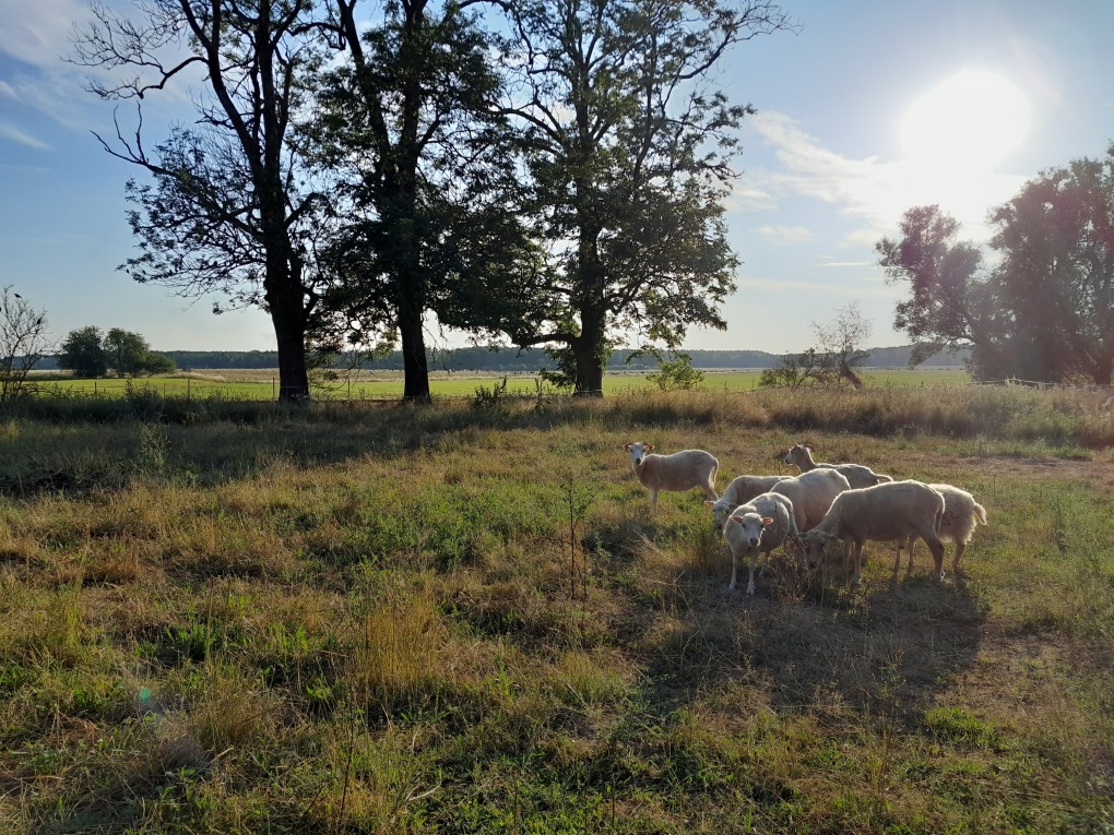 Ostpreußische Skudden im Flachmoor