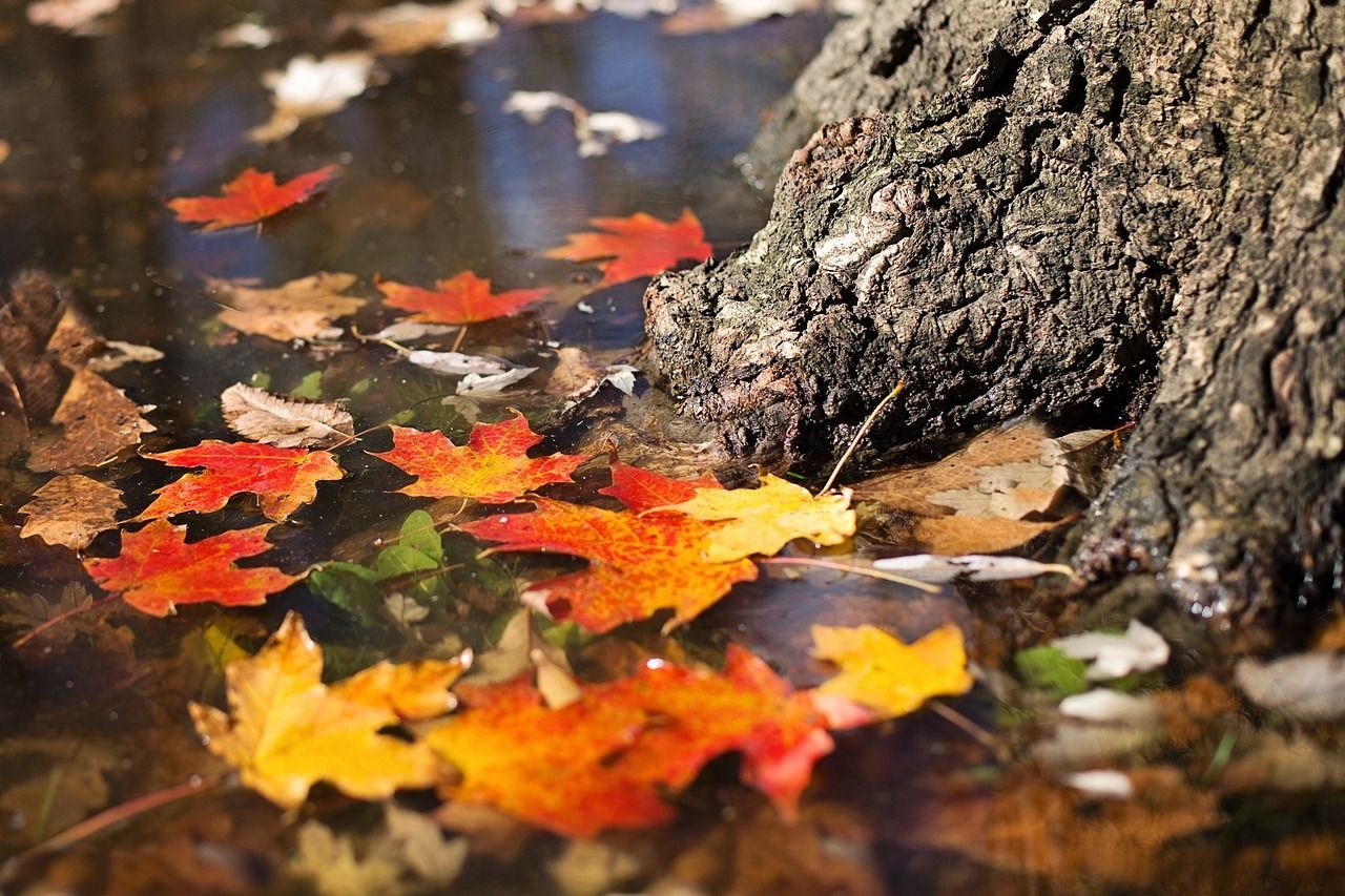 Herbstimpressionen