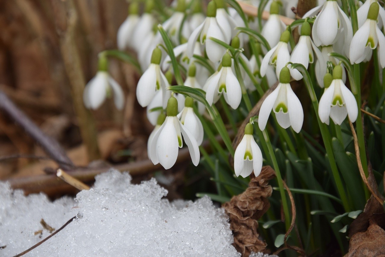 Schneeglöckchen